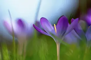Tommasinianus: Crocus