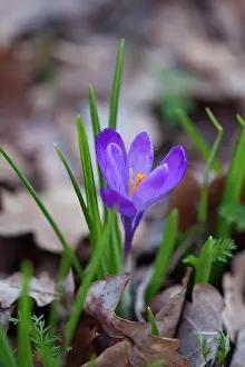 Tommasinianus: Crocus