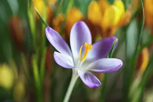 Tommasinianus: Crocus