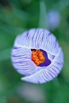 Vernus: Crocus