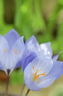Leichtlinii: Crocus