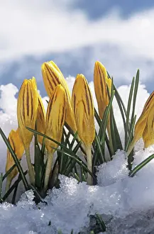 Stripey: Crocus