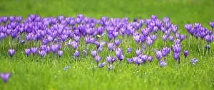 Naturalised: Crocus