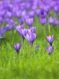 Naturalised: Crocus