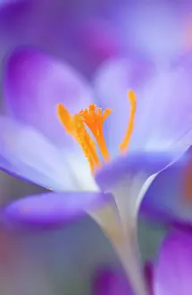 Tommasinianus: Crocus