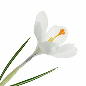 Vernus: Crocus