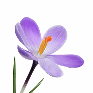 Vernus: Crocus