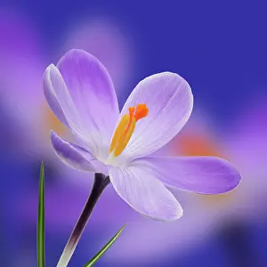 Vernus: Crocus