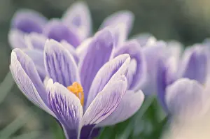 Vernus: Crocus