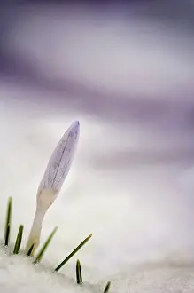 Ahead: Crocus