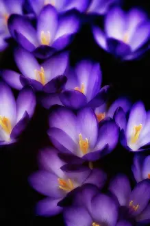 Vernus: Crocus