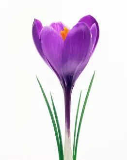 Vernus: Crocus