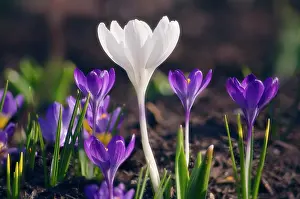 Leadership: Crocus