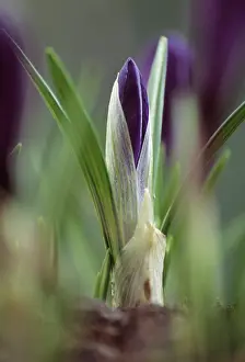 Vernus: Crocus