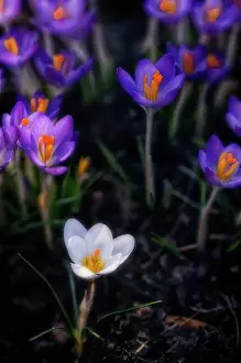 Weak: Crocus