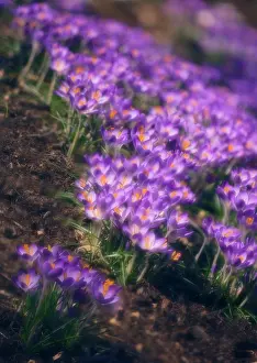 Vernus: Crocus