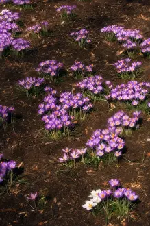 Vernus: Crocus