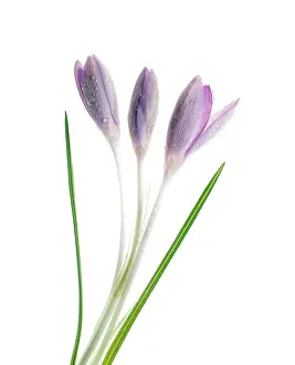 Progression: Crocus