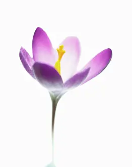 Vernus: Crocus