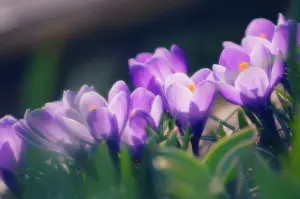 Vernus: Crocus
