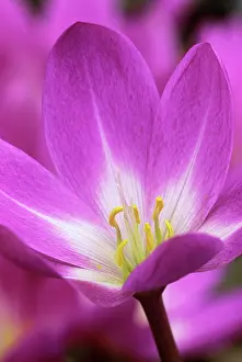 Colchicum: Crocus