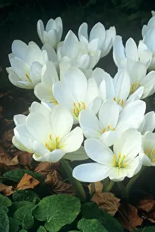 Colchicum: Crocus