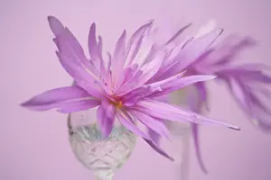 Waterlily: Crocus