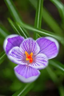 Vernus: Crocus