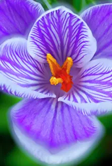 Vernus: Crocus