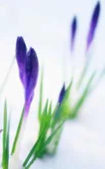 Weak: Crocus