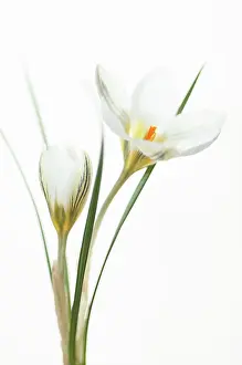 Miss: Crocus