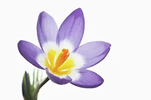 Eastertide: Crocus