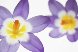 Eastertide: Crocus