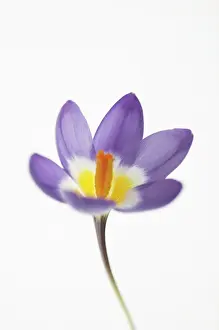 Eastertide: Crocus
