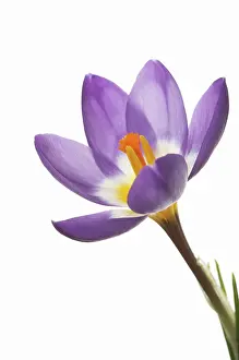 Eastertide: Crocus