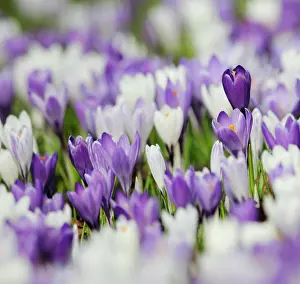 Leadership: Crocus