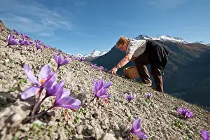 Pick: Crocus