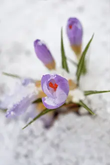 Weak: Crocus