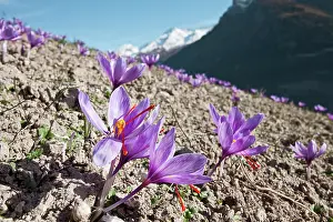 Proportion: Crocus