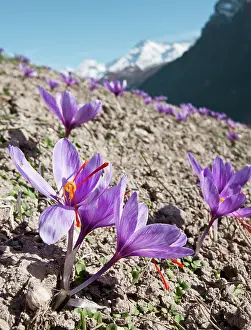 Proportion: Crocus