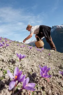 Pick: Crocus