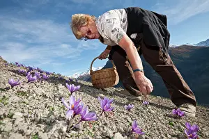 Pick: Crocus