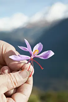Demonstrating: Crocus