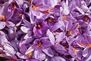 Flavoring: Crocus