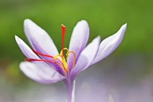 Flavoring: Crocus