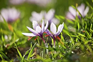 Flavoring: Crocus
