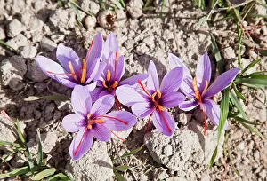 Flavoring: Crocus