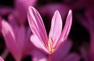 Ordinary: Crocus