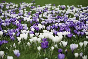 Loads: Crocus
