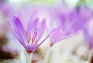 Colchicum: Crocus